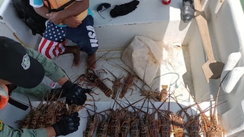 Detectan presunta extracción ilegal de langostas, caracoles y pulpos en un parque nacional marino en el caribe panameño