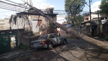 El pasado miércoles, un árbol