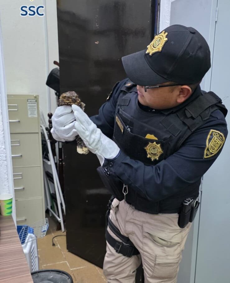 Autoridades activaron los protocolos de seguridad para mantener a salvo al animal durante su rescate. Foto: (SSC)