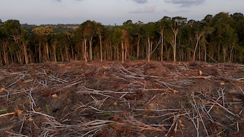Los investigadores atribuyen a la