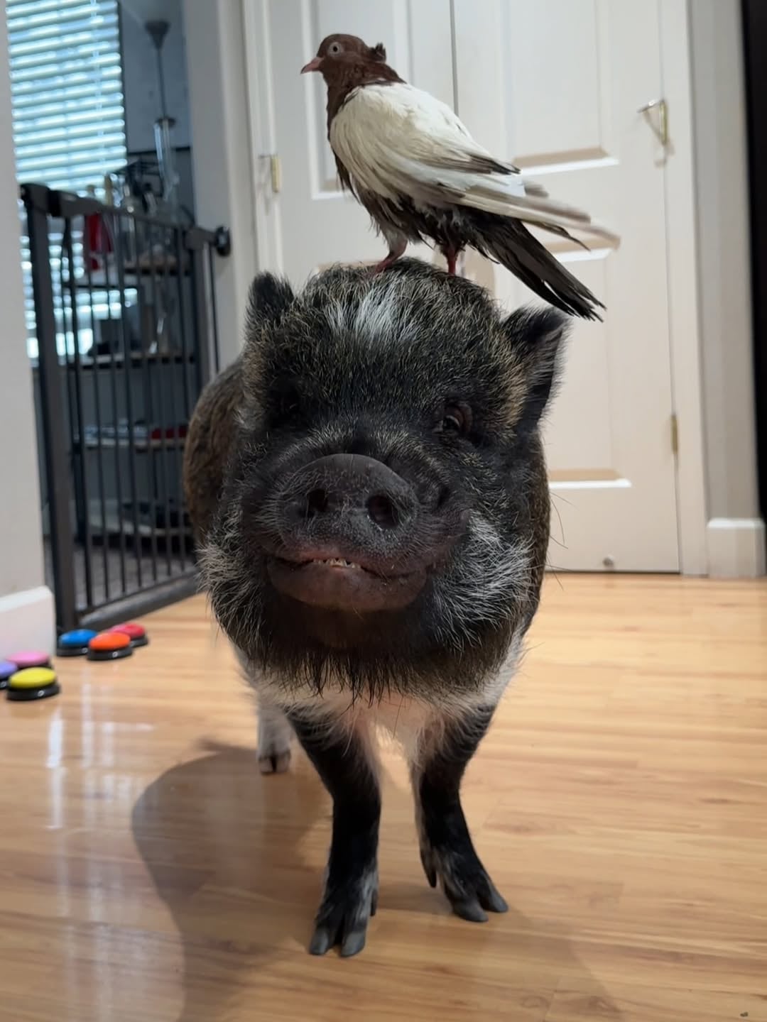 La convivencia de Merlin con perros, aves y otros animales rescatados destaca la diversidad y el bienestar animal en el hogar (Instagram/@merlinthepig)