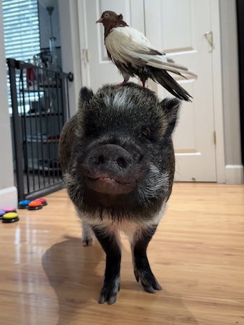 Merlin el chancho