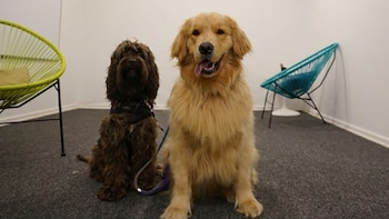 Ya se realizaron más de