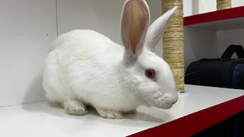 El programa municipal de protección animal ha permitido la adopción de 437 animales de diferentes especies desde 2024, incluyendo aves de corral, conejos y minipigs - crédito Alcaldía de Medellín