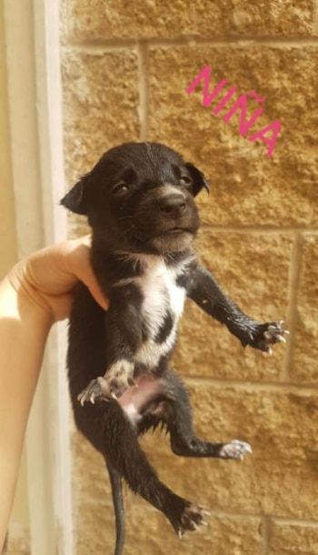 Otro de los cachorros desaparecidos