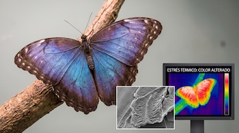Mariposa morfo azul sobre una rama seca, junto a una toma microscópica de sus alas y un monitor que exhibe una imagen térmica.