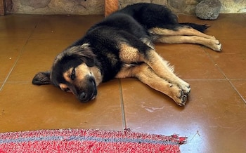 Paddington se encuentra en un