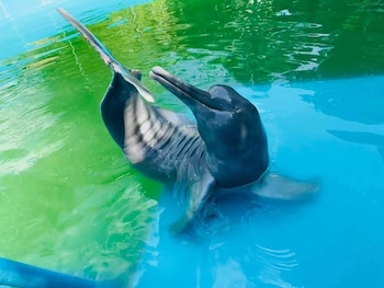 Rescatado cuando era un cachorro