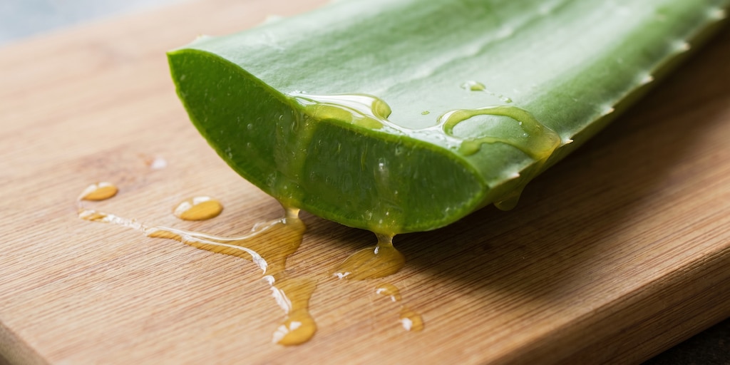 Sábila para la gastritis: cómo consumir Aloe vera y cuáles son sus posibles beneficios