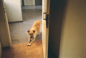 Los talleres fotográficos, organizados entre