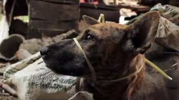 Corea del Sur analiza prohibir