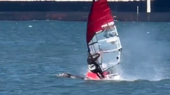 Windsurfista colide com baleia cinzenta na Baía de São Francisco