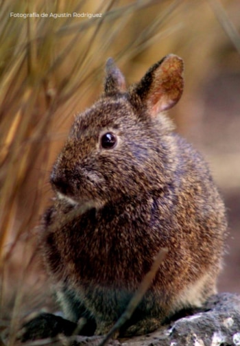 El teporingo no solo representa