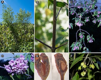 El árbol no solo es