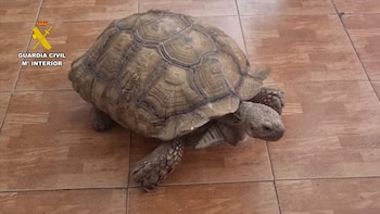Tortuga rescatada (Guardia Civil)