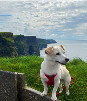 Elko, el inseparable compañero de
