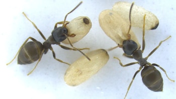 Las obreras detectan la señal