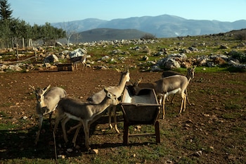 Las gacelas de montaña jóvenes