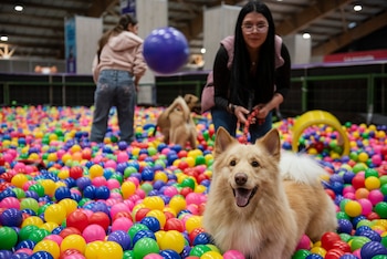 Expopet Colombia 2026 reunirá empresas, emprendimientos y profesionales del sector entre el 13 y el 17 de agosto en Corferias, Bogotá. - crédito Expopet
