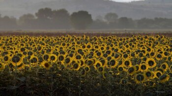 Le Royaume-Uni a limité l'achat