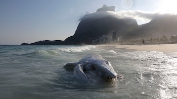 Una ballena apareció muerta en