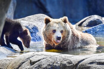 Autoridades suecas autorizan la caza