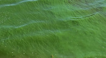 Las cianobacterias son bacterias microscópicas