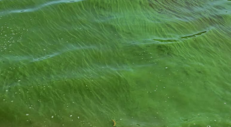 Las cianobacterias son bacterias microscópicas acuáticas que pueden liberar toxinas peligrosas cuando se reproducen masivamente por calor (NA)