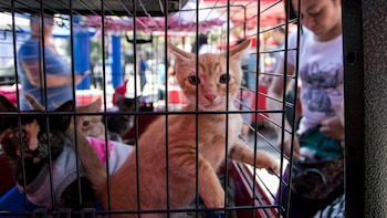 Congreso capitalino prohíbe exhibición de