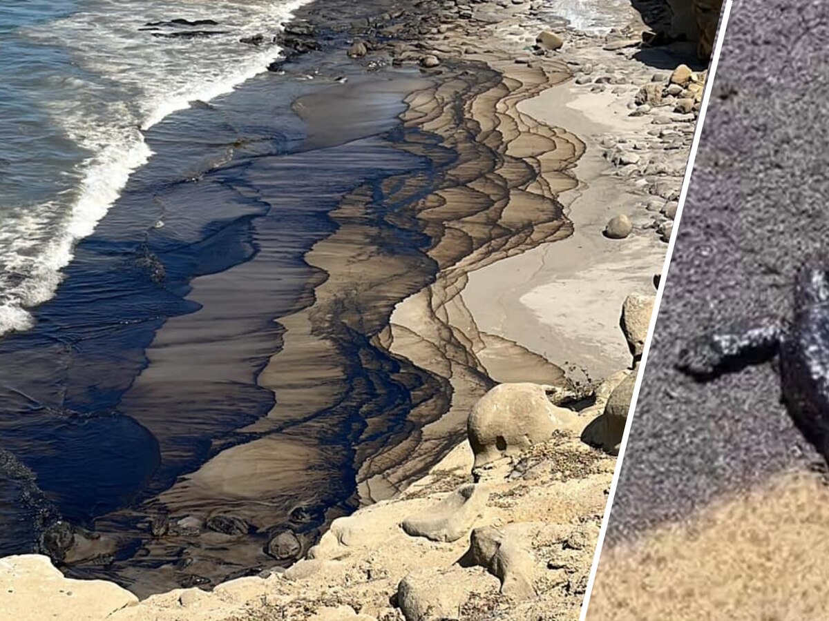 Emergencia en Piura por derrame de petróleo en playa del distrito de Lobitos - Infobae