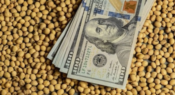 Dólar soja