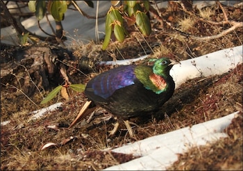 Un ave de cuello verde iridiscente, lomo azul y cola parda se desplaza sobre un suelo de tierra y nieve junto a plantas pequeñas