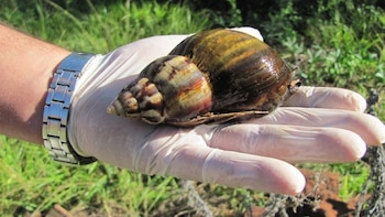 El caracol “Achatina fulica”, originario