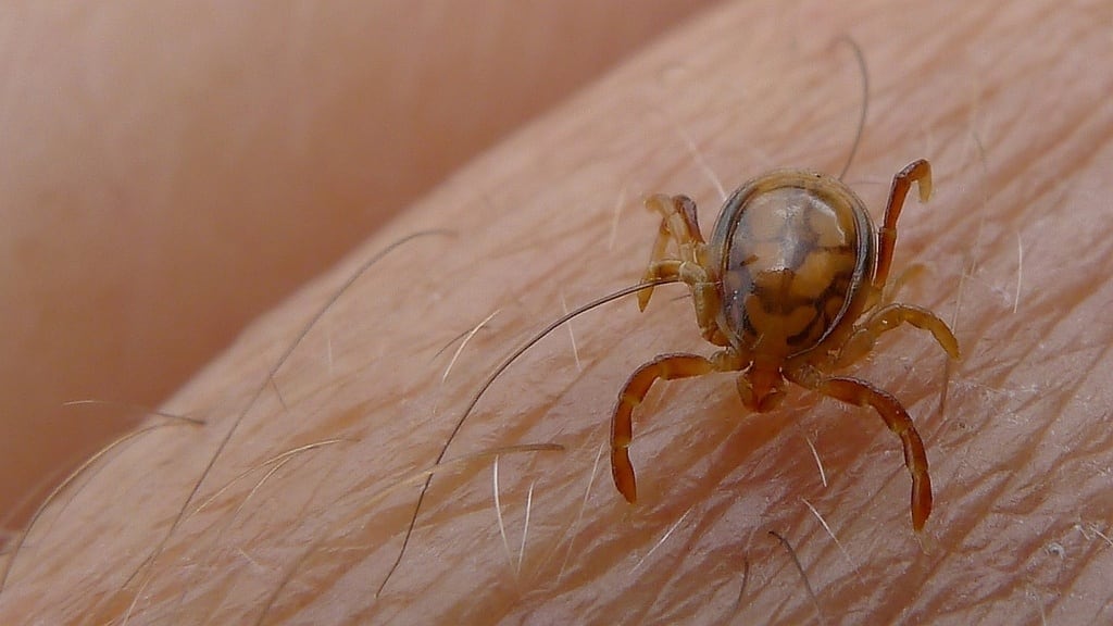 La evaluación del riesgo tras una picadura de garrapata depende de la especie, el tiempo de adhesión y la tasa de infección de la región
(FLICKER/JOHN TANN)