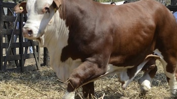 La genética bovina pisa fuerte: los precios de los reproductores subieron hasta un 61% interanual