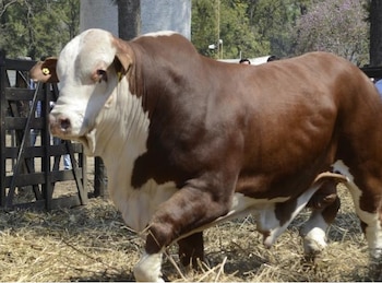 Genética bovina. Macho bovino reproductor.