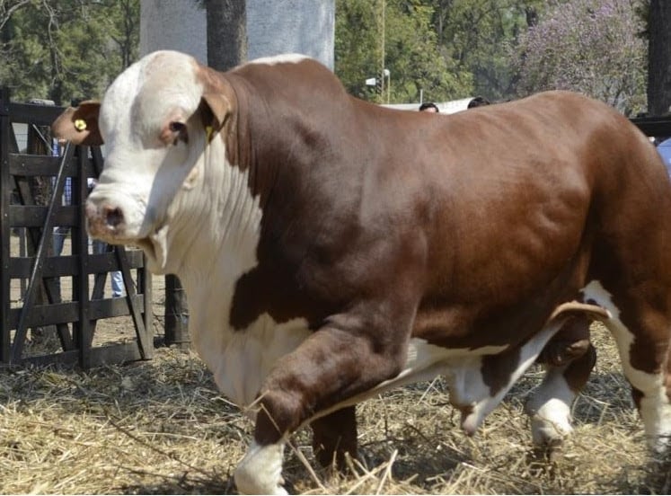 La genética bovina pisa fuerte: los precios de los reproductores subieron hasta un 61% interanual