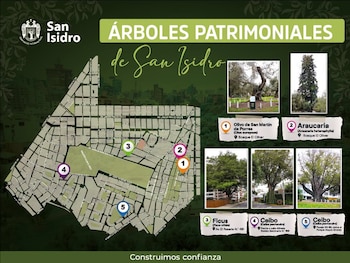 San Isidro inaugura la Ruta de los Árboles Patrimoniales y destaca un olivo de 388 años. (Foto: FB/@MunicipalidaddeSanIsidro)