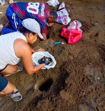 Los huevos protegidos podrían dar lugar al nacimiento de nuevas tortugas durante septiembre y octubre. (MiAmbiente)