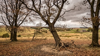 El otoño preocupa al Reino Unido: la sequía y El Niño podrían borrar al roble, la haya y el abedul plateado del paisaje