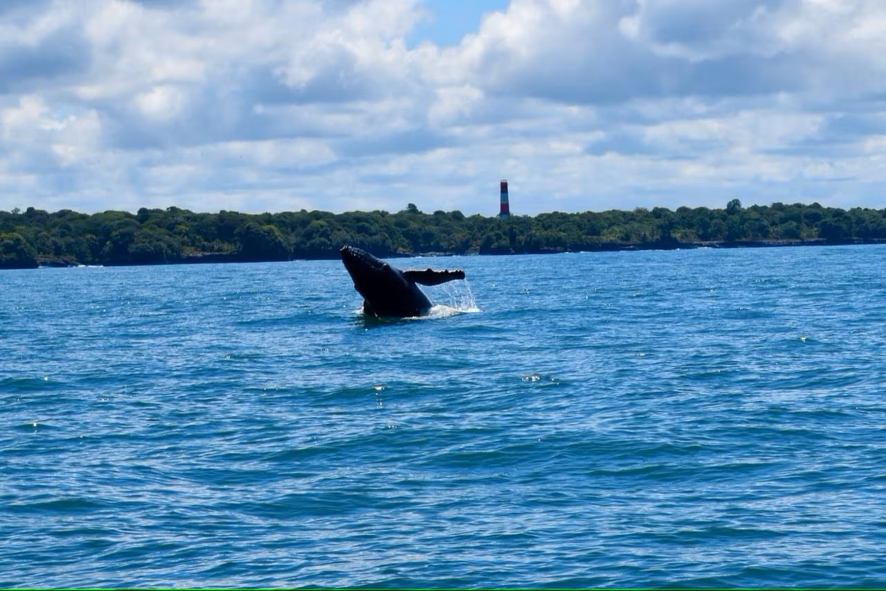 La expedición también permitirá explorar ecosistemas marinos profundos y ampliar el conocimiento sobre áreas de especial importancia ambiental para Colombia - crédito Dimar