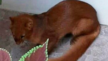 Puma en Entre Ríos