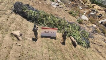 Los Plantíos de Marihuana Fueron