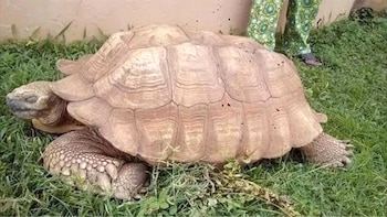 Alagba, tortuga más vieja del