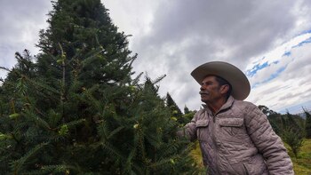 Productores mexicanos comienzan la tala