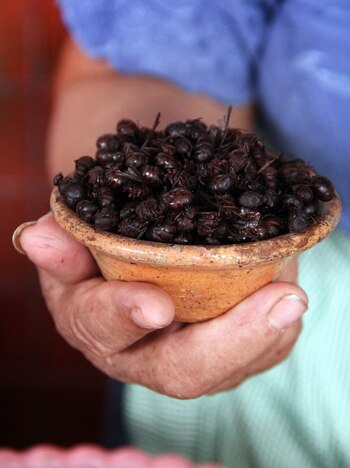 Foto de mole de hormiga chicatana, el más caro del mundo