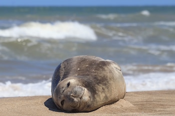"Cejitas", la elefanta marina que