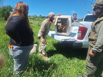 El ejemplar fue trasladado hasta