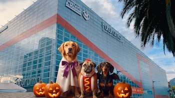 Tres perros disfrazados y cuatro calabazas de Halloween iluminadas ante la fachada de un edificio público.