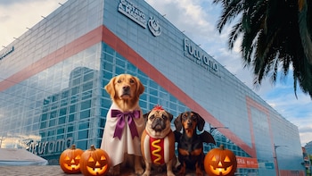 “Halloween de Perritos” la convivencia temática dónde podrás llevar a tu mascota disfrazada: dónde y cuándo será